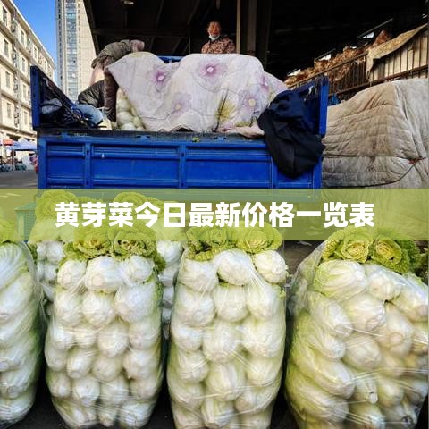 新乡正鑫化工黄芽菜最新价格一览表今日更新