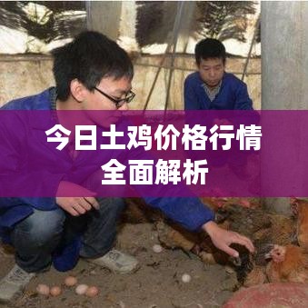 今日土鸡价格行情深度分析