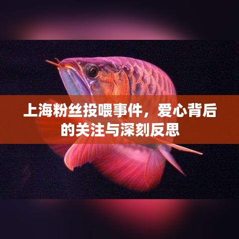 上海粉丝投喂事件，爱心背后的关注与深刻反思