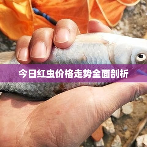 今日红虫价格走势全面剖析