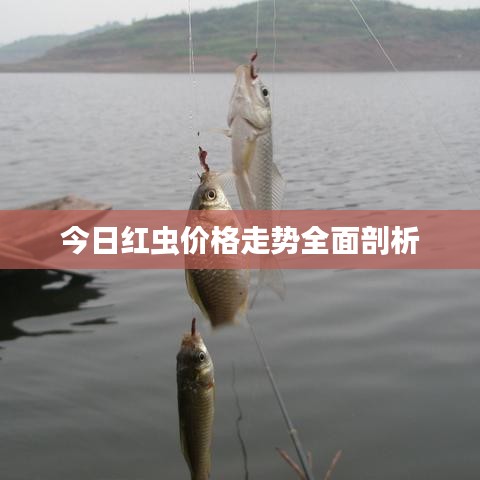 今日红虫价格走势全面剖析