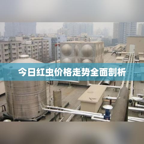 今日红虫价格走势全面剖析