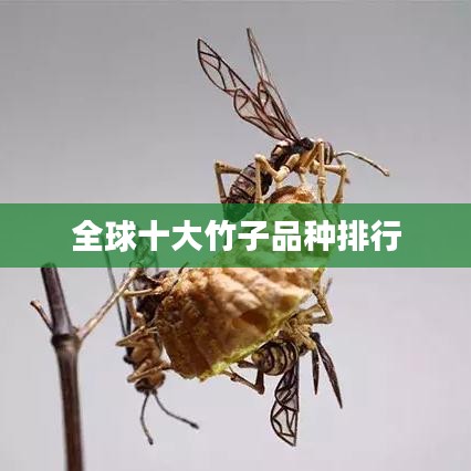 全球十大竹子品种排行