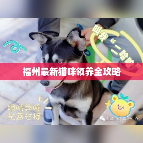 福州最新猫咪领养全攻略