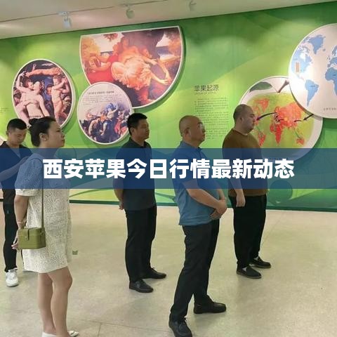 西安苹果今日行情最新动态
