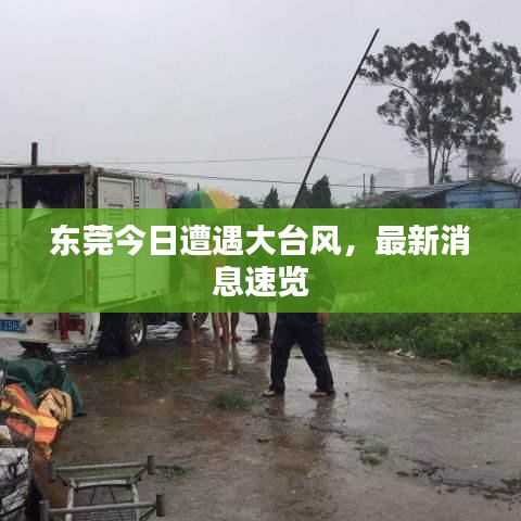 东莞今日遭遇大台风，最新消息速览
