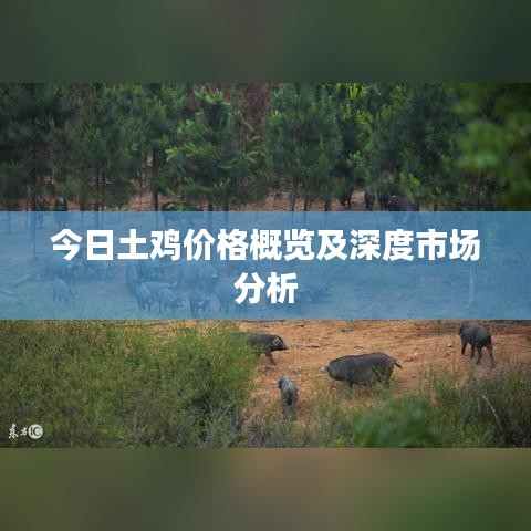 今日土鸡价格概览及深度市场分析