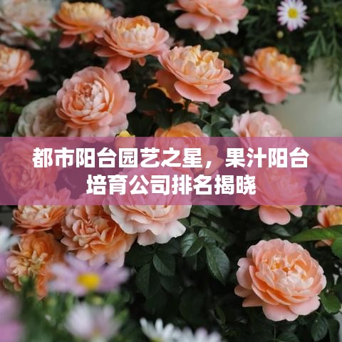 都市阳台园艺之星,果汁阳台培育公司排名揭晓