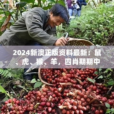 2024新澳正版资料最新:鼠、虎、猴、羊,四肖期期中