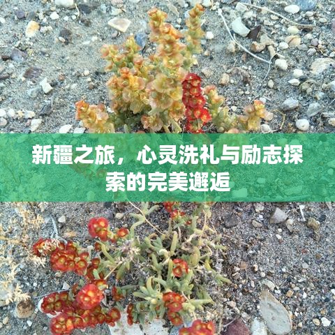 新疆之旅,心灵洗礼与励志探索的完美邂逅