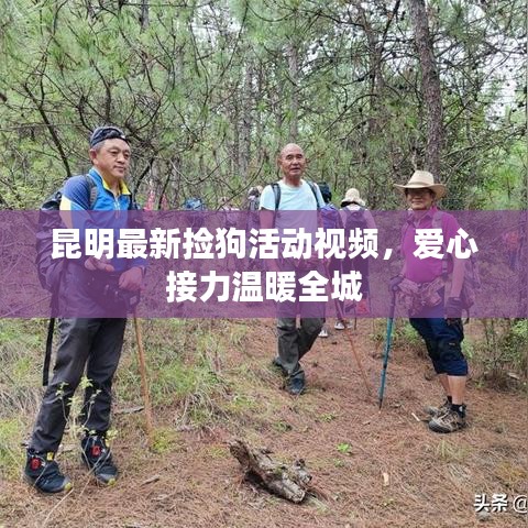 昆明最新捡狗活动视频，爱心接力温暖全城