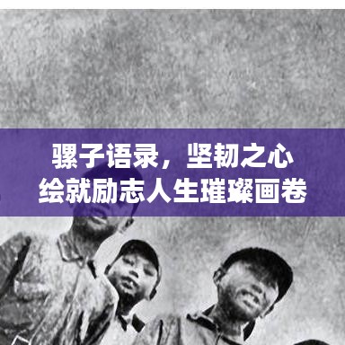 骡子语录，坚韧之心绘就励志人生璀璨画卷