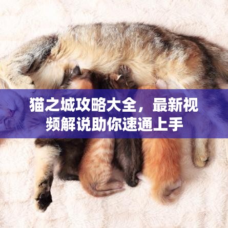 猫之城攻略大全，最新视频解说助你速通上手