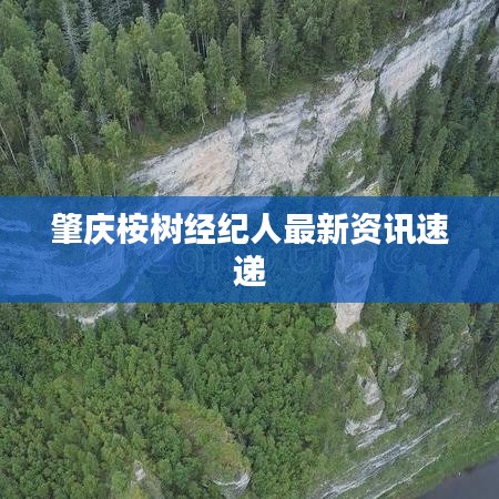 肇庆桉树经纪人最新资讯速递