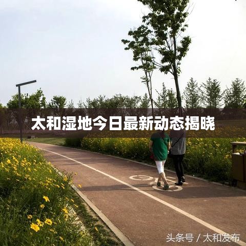 太和湿地今日最新动态揭晓