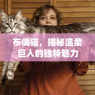 布偶猫，揭秘温柔巨人的独特魅力