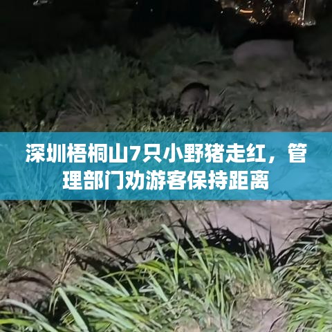 深圳梧桐山7只小野猪走红，管理部门劝游客保持距离