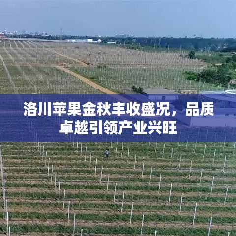 洛川苹果金秋丰收盛况，品质卓越引领产业兴旺