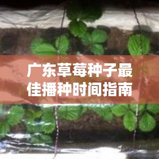广东草莓种子最佳播种时间指南
