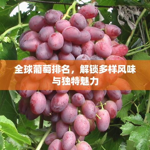 全球葡萄排名，解锁多样风味与独特魅力