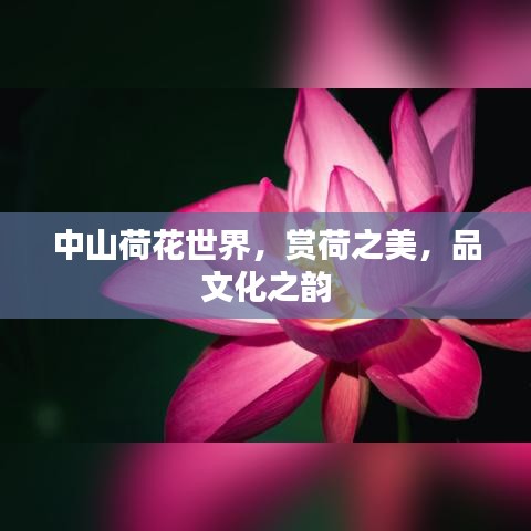 中山荷花世界，赏荷之美，品文化之韵