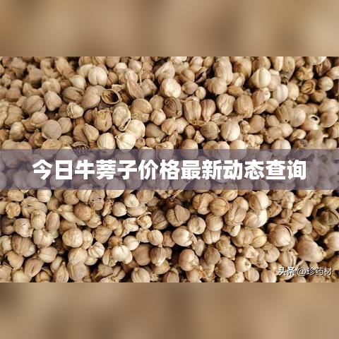 今日牛蒡子价格最新动态查询