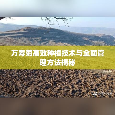 万寿菊高效种植技术与全面管理方法揭秘
