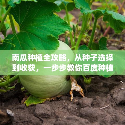 南瓜种植全攻略，从种子选择到收获，一步步教你百度种植技巧