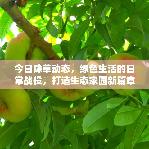 今日除草动态，绿色生活的日常战役，打造生态家园新篇章