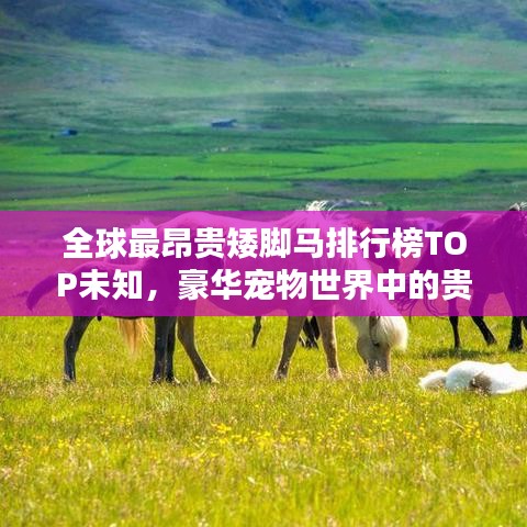 全球最昂贵矮脚马排行榜TOP未知，豪华宠物世界中的贵族马种