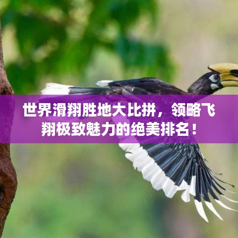 世界滑翔胜地大比拼，领略飞翔极致魅力的绝美排名！