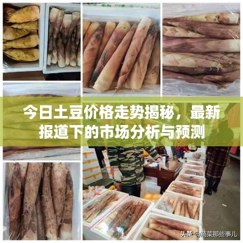 今日土豆价格走势揭秘，最新报道下的市场分析与预测