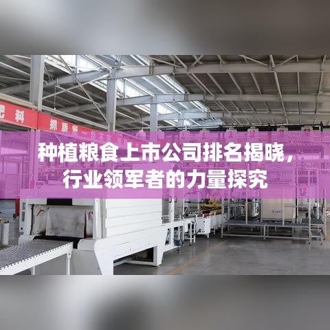 种植粮食上市公司排名揭晓,行业领军者的力量探究