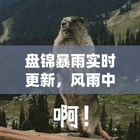 盘锦暴雨实时更新，风雨中的城市与民众的应对策略