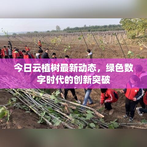 今日云植树最新动态，绿色数字时代的创新突破