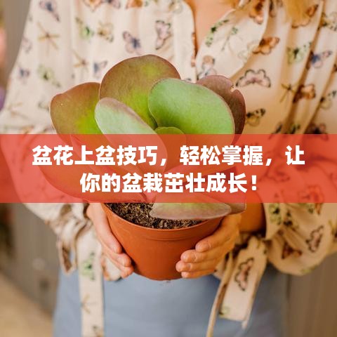 盆花上盆技巧，轻松掌握，让你的盆栽茁壮成长！