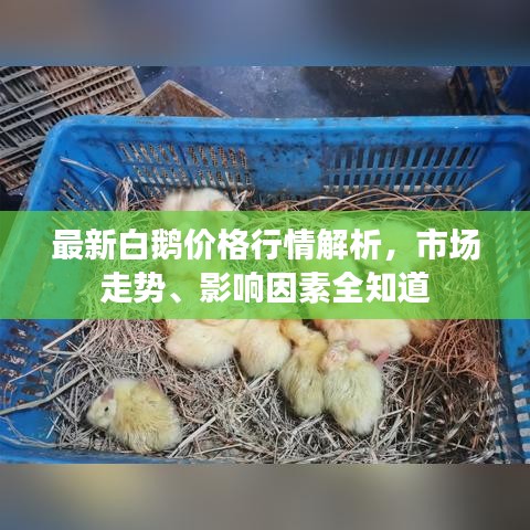 最新白鹅价格行情解析，市场走势、影响因素全知道