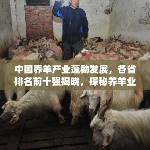中国养羊产业蓬勃发展，各省排名前十强揭晓，探秘养羊业的卓越表现！