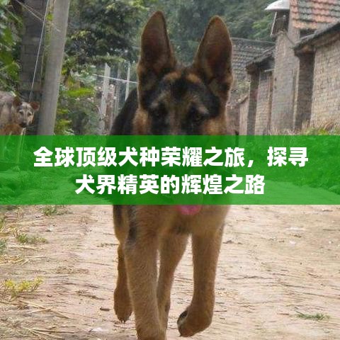 全球顶级犬种荣耀之旅，探寻犬界精英的辉煌之路