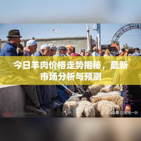 今日羊肉价格走势揭秘，最新市场分析与预测