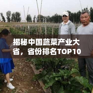 揭秘中国蔬菜产业大省，省份排名TOP10蔬菜行业概览
