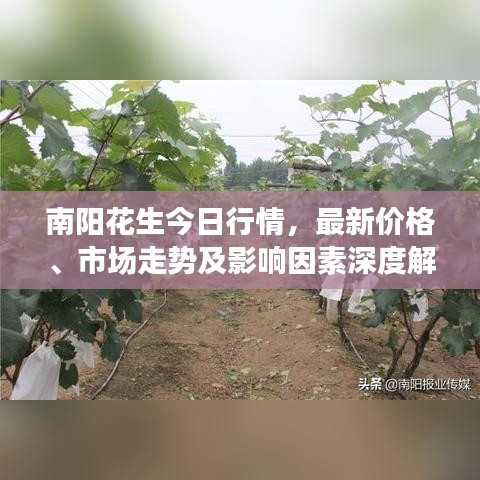 南阳花生今日行情，最新价格、市场走势及影响因素深度解析