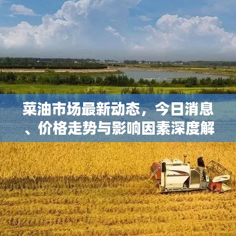 菜油市场最新动态，今日消息、价格走势与影响因素深度解析