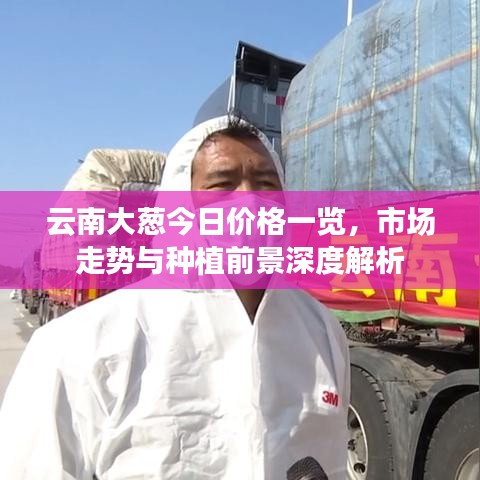 云南大葱今日价格一览，市场走势与种植前景深度解析