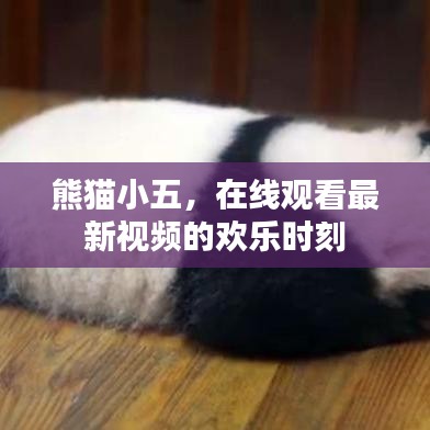 熊猫小五，在线观看最新视频的欢乐时刻