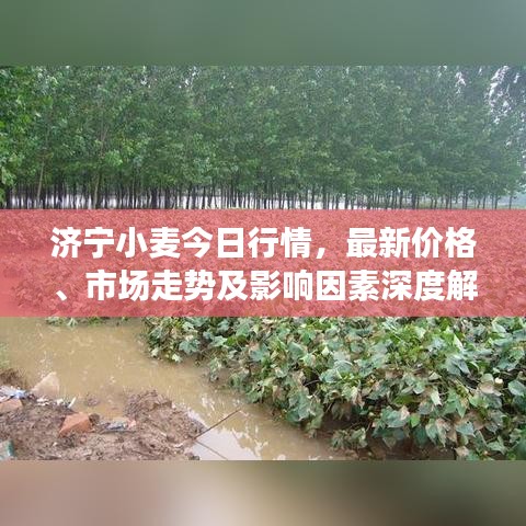 济宁小麦今日行情，最新价格、市场走势及影响因素深度解析