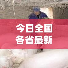 今日全国各省最新猪价行情深度解析