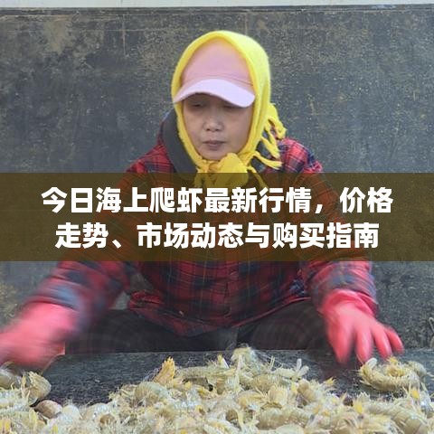 今日海上爬虾最新行情，价格走势、市场动态与购买指南