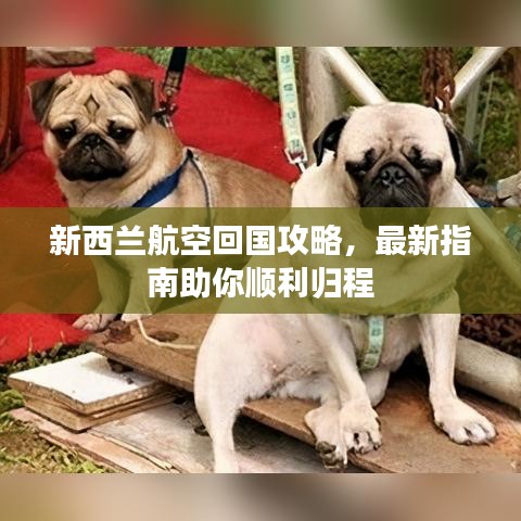 新西兰航空回国攻略，最新指南助你顺利归程