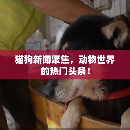 猫狗新闻聚焦，动物世界的热门头条！